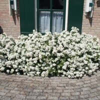 White Dazzler