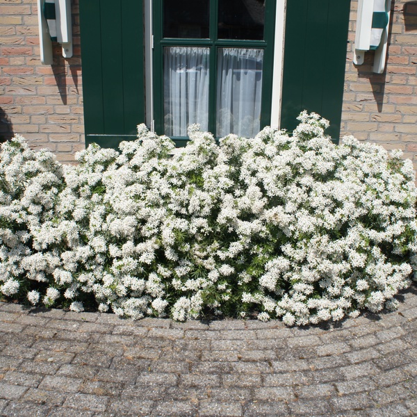 White Dazzler