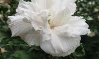 French Cabaret® White