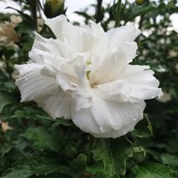French Cabaret® White