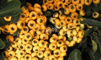 Saphyr® Jaune