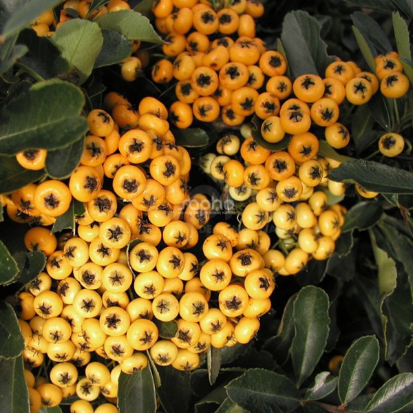 Saphyr® Jaune