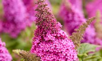 Butterfly Candy Little Cerise