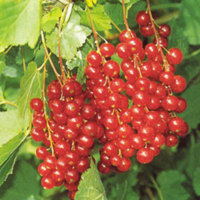 Rotet