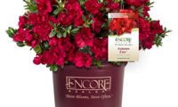 Encore Autumn Fire