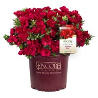 Encore Autumn Fire