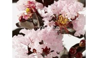 Black Diamond® Blush