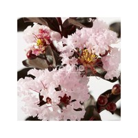 Black Diamond® Blush