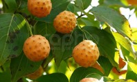 Mandarin Jewel®