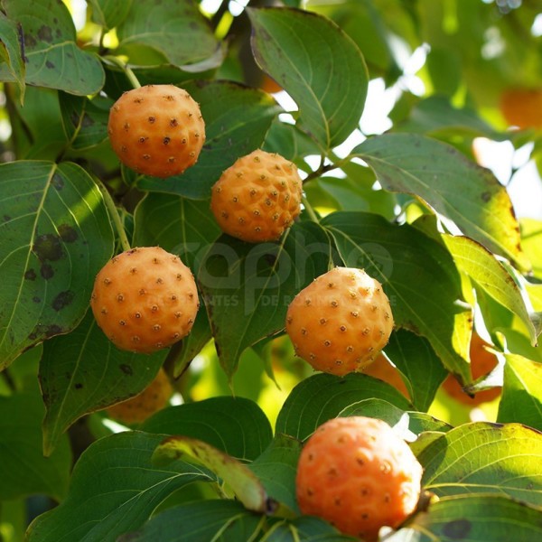 Mandarin Jewel®