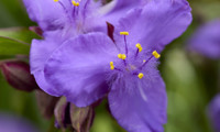 Sweet Sapphire