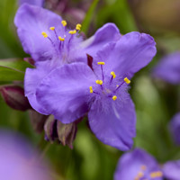 Sweet Sapphire