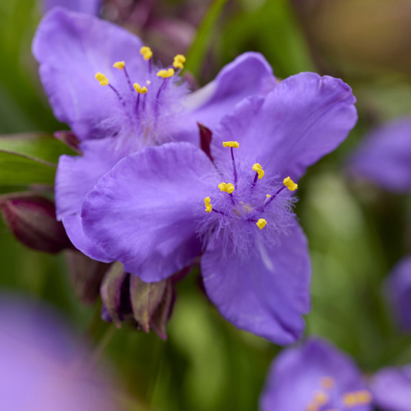 Sweet Sapphire