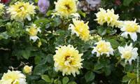 Golden Lady Ruffles