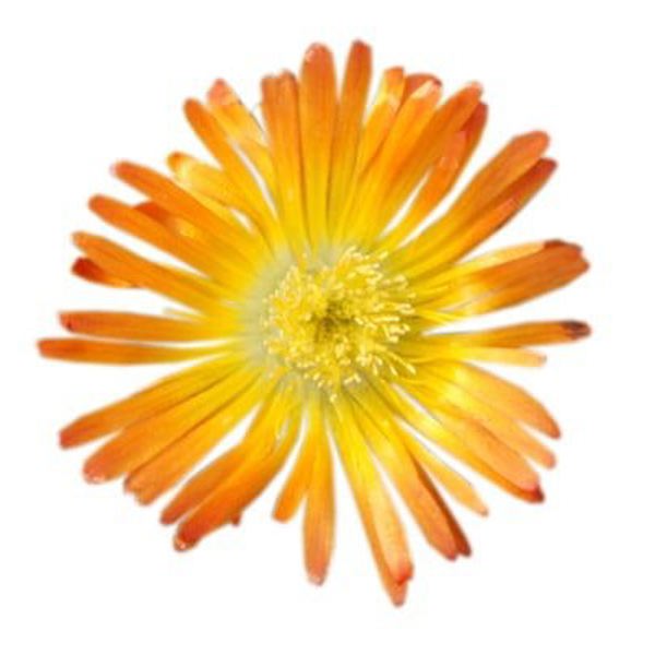 Wheels of Wonder Orange