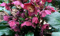 HGC® Ice N' Roses® Red