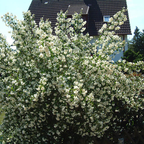 Schneesturm