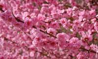Taoflora Pink