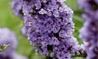 High Five Purple