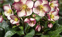 HGC® Ice N' Roses® Macy Marble