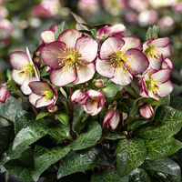 HGC® Ice N' Roses® Macy Marble