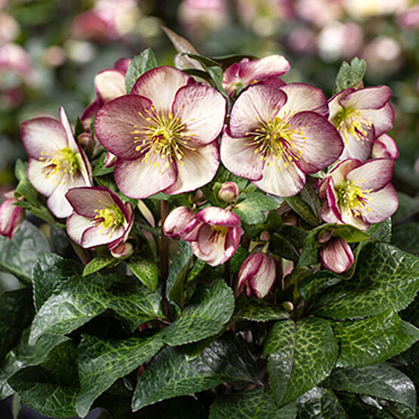 HGC® Ice N' Roses® Macy Marble