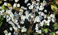Magical® Snowstar