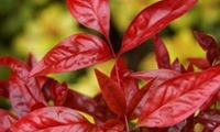 Blush Pink (Nandina)