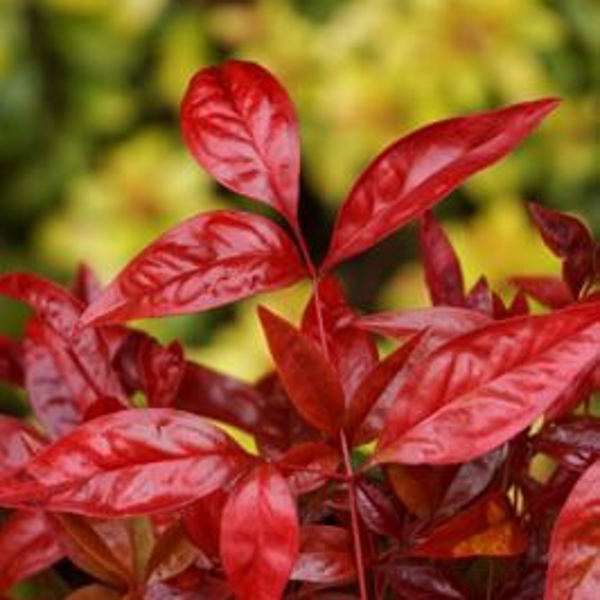Blush Pink (Nandina)