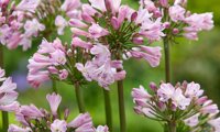 Everpanthus Poppin' Pink