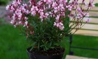 Baby Butterfly Dark Pink