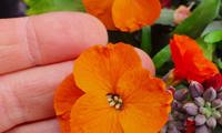 Colour Vibe Orange