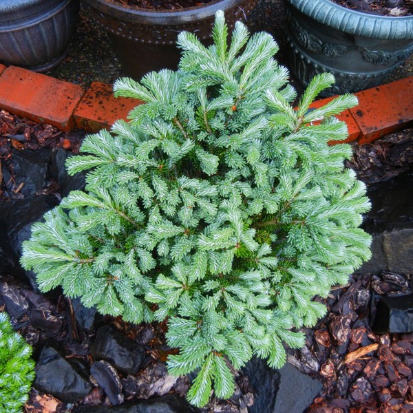 Abies veitchii (Ялиця Віча)