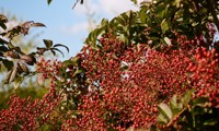 Magical® Orange Cascade