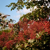 Magical® Orange Cascade