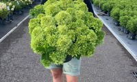 Groundbreaker® Greeny