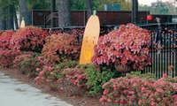 Autumn Monarch