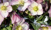 HGC® Ice N' Roses® Rose