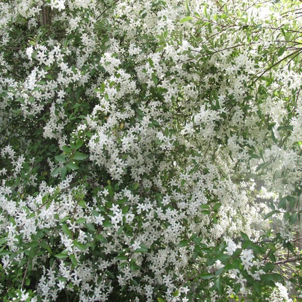 Hoheria × stylosa (Хогерія стовпчикова)