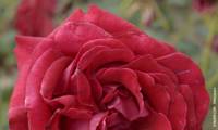 Ruby Ruby Ii