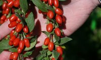 Big Lifeberry