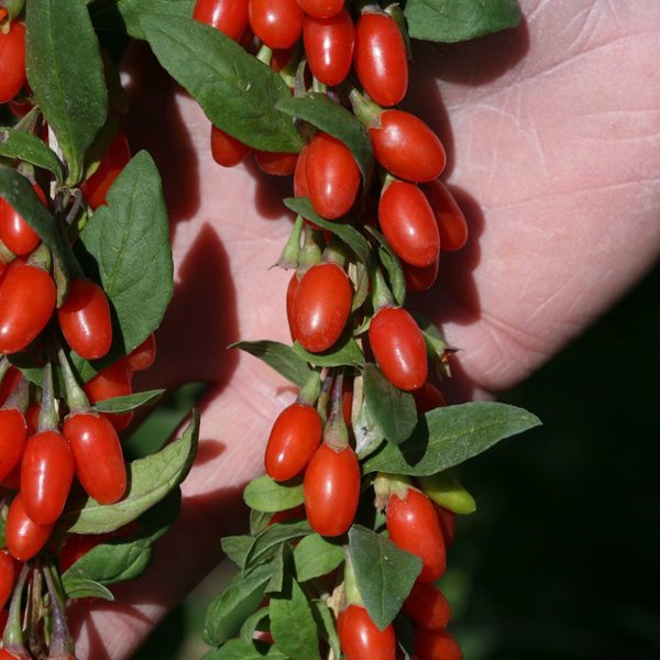 Big Lifeberry