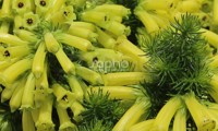 Limoncello®