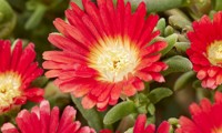 Wheels of Wonder Hot Red