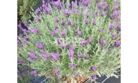Magical® Posy Purple