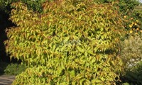 Golden Lanterns