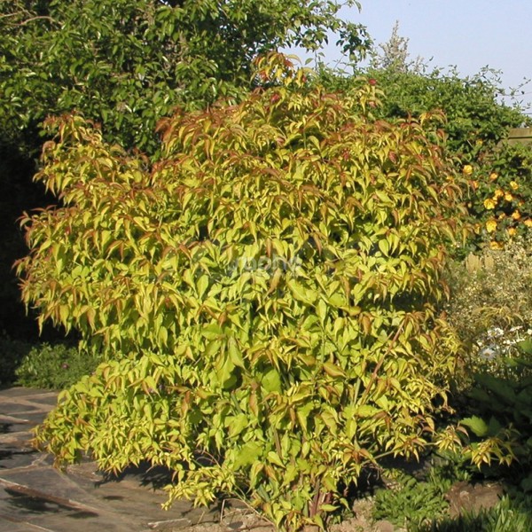 Leycesteria formosa (Лейцестерія гарна)