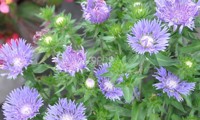 Mels Blue