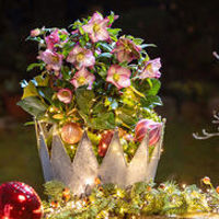 HGC® Ice N' Roses® Pink Promise