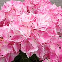 La Vie en Rose®